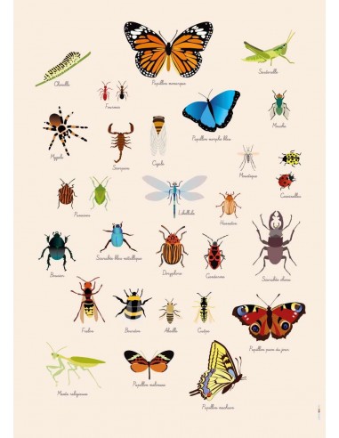 Poster enfant,Poster Géant plastifié: Insectes