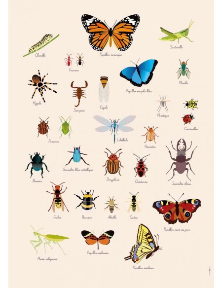 Poster enfant,Poster Géant plastifié: Insectes