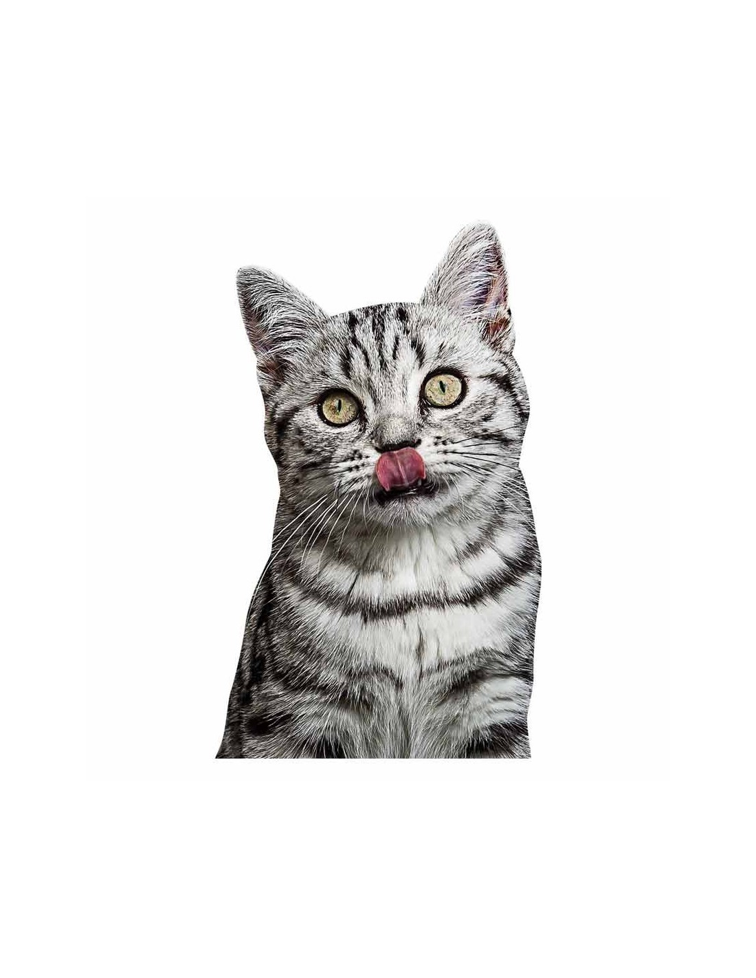 Sticker Photo Animal Tete Chaton