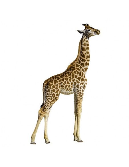 Stickers Photo,Sticker photo animal: girafe