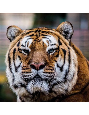 Tableaux Animaliers,Tableau photo: tigre