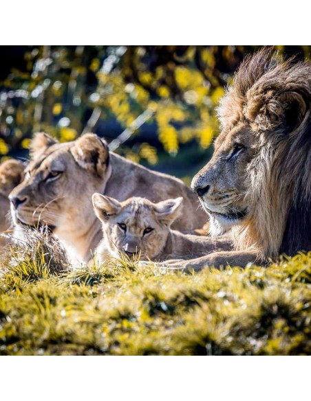 Tableaux Animaliers,Tableau photo: Famille Lion
